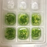 ブロッコリースプラウト☆離乳食☆冷凍保存方法